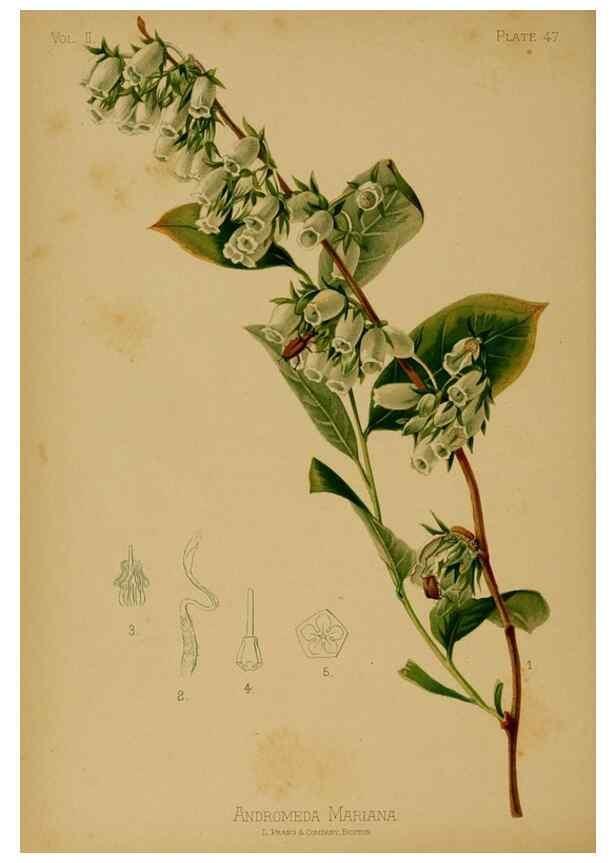 Reproducción/Reproduction 48630743483: The native flowers and ferns of the United States in their botanical, horticultural and popular aspects /. Boston :L. Prang and Co.,1879.. 
