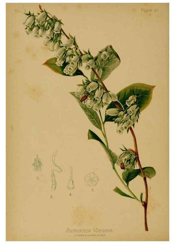 Reproducción/Reproduction 48630743483: The native flowers and ferns of the United States in their botanical, horticultural and popular aspects /. Boston :L. Prang and Co.,1879.. 