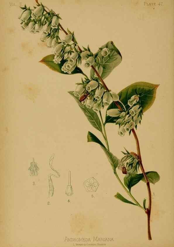 Reproducción/Reproduction 48630743483: The native flowers and ferns of the United States in their botanical, horticultural and popular aspects /. Boston :L. Prang and Co.,1879.. 