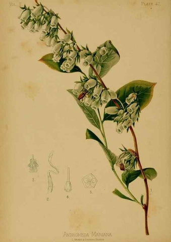 Reproducción/Reproduction 48630743483: The native flowers and ferns of the United States in their botanical, horticultural and popular aspects /. Boston :L. Prang and Co.,1879.. 