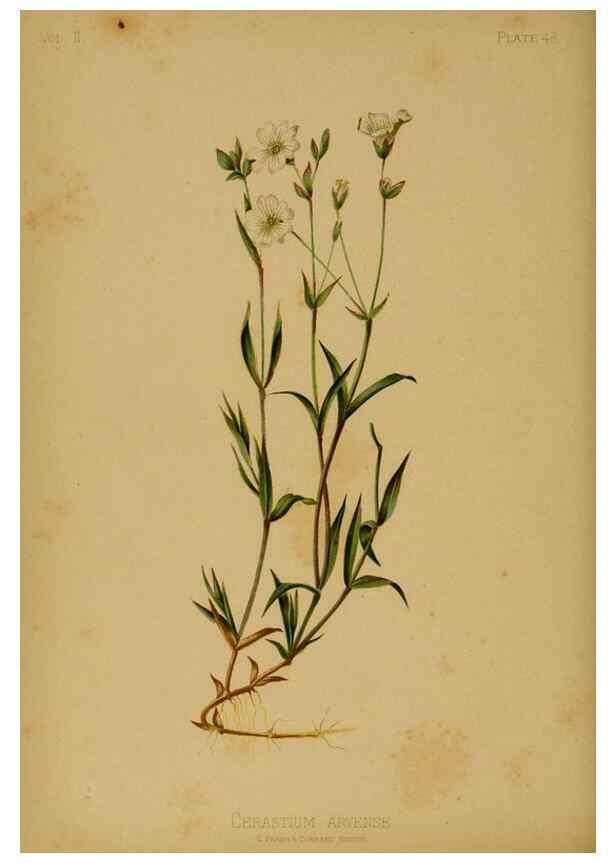 Reproducción/Reproduction 48630744348: The native flowers and ferns of the United States in their botanical, horticultural and popular aspects /. Boston :L. Prang and Co.,1879.. 