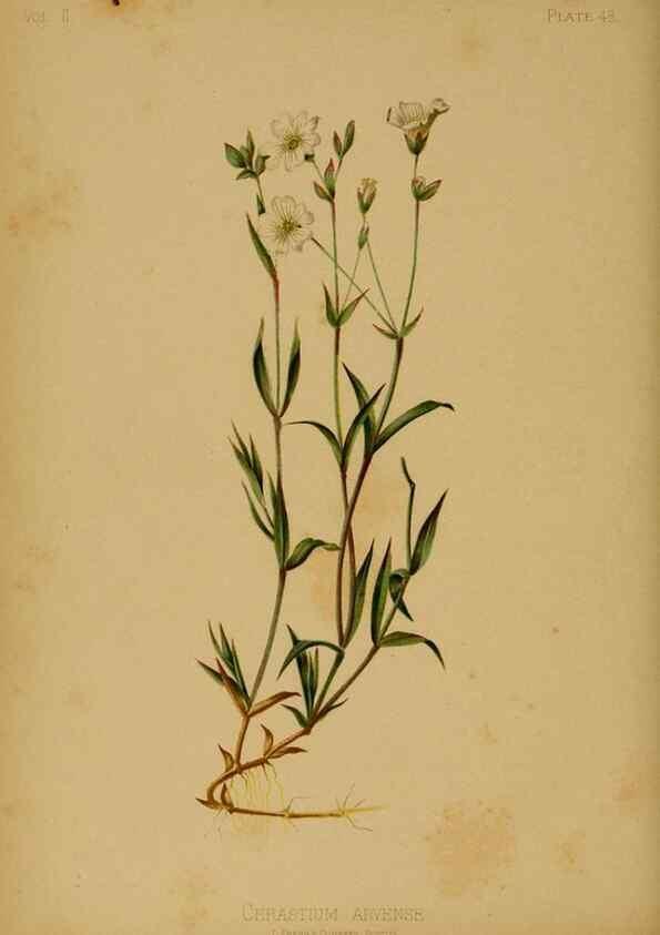 Reproducción/Reproduction 48630744348: The native flowers and ferns of the United States in their botanical, horticultural and popular aspects /. Boston :L. Prang and Co.,1879.. 