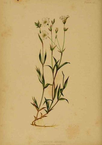 Reproducción/Reproduction 48630744348: The native flowers and ferns of the United States in their botanical, horticultural and popular aspects /. Boston :L. Prang and Co.,1879.. 