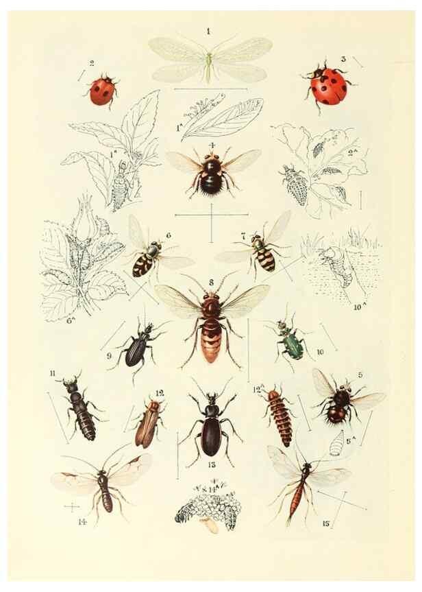 Reproducción/Reproduction 48635576643: Trees and shrubs of the British Isles;. LondonDent1909. 
