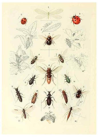 Reproducción/Reproduction 48635576643: Trees and shrubs of the British Isles;. LondonDent1909. 