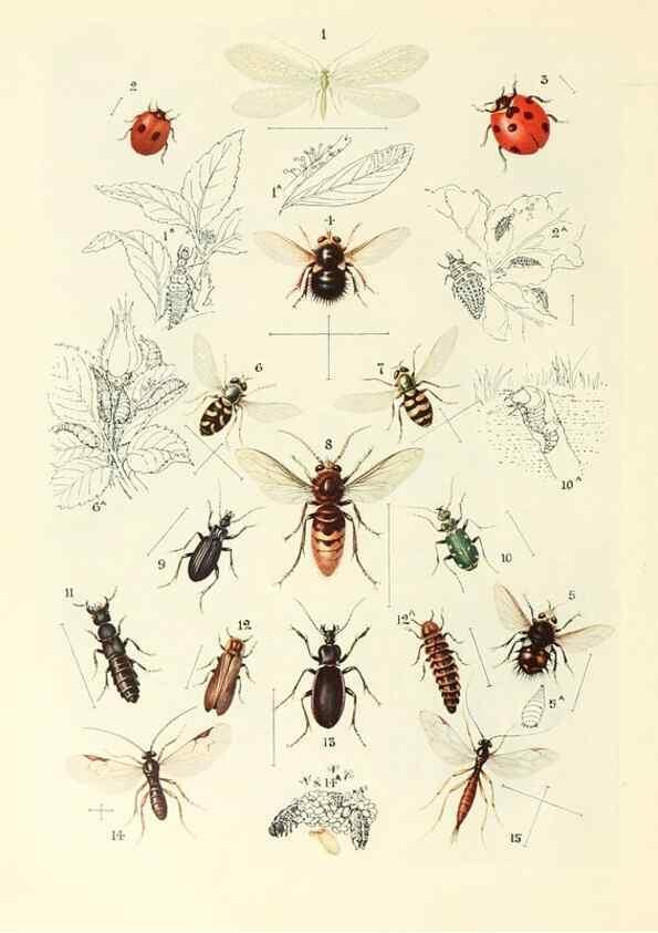 Reproducción/Reproduction 48635576643: Trees and shrubs of the British Isles;. LondonDent1909. 