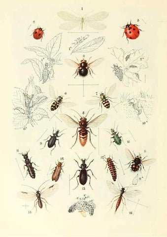 Reproducción/Reproduction 48635576643: Trees and shrubs of the British Isles;. LondonDent1909. 