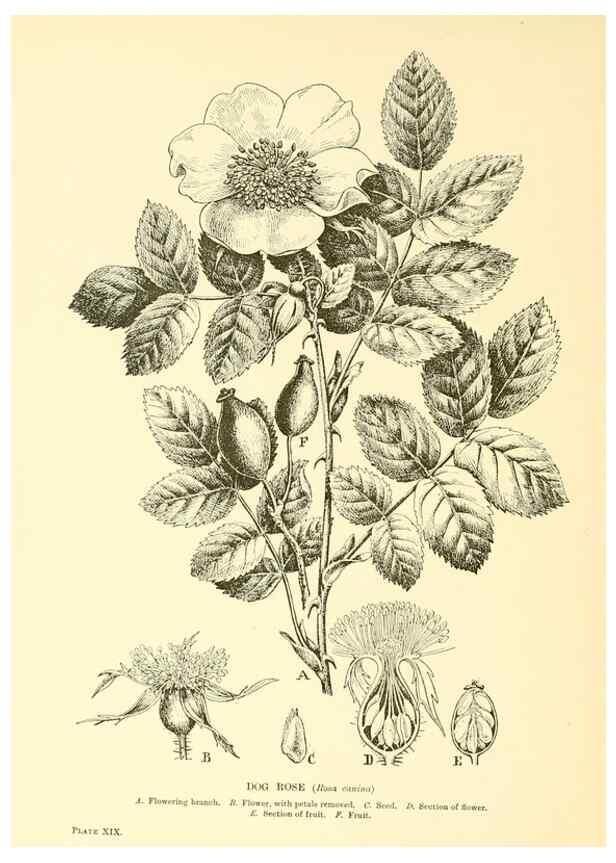 Reproducción/Reproduction 48635934606: Trees and shrubs of the British Isles;. LondonDent1909. 