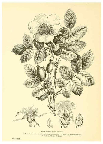 Reproducción/Reproduction 48635934606: Trees and shrubs of the British Isles;. LondonDent1909. 