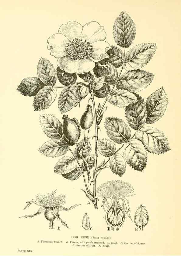 Reproducción/Reproduction 48635934606: Trees and shrubs of the British Isles;. LondonDent1909. 