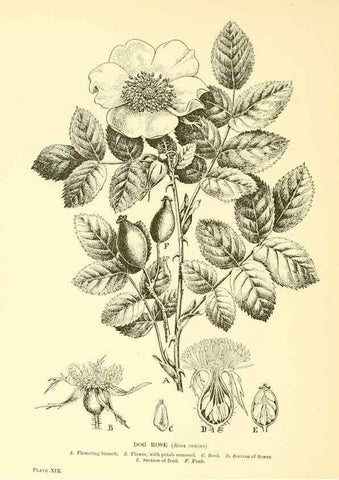 Reproducción/Reproduction 48635934606: Trees and shrubs of the British Isles;. LondonDent1909. 