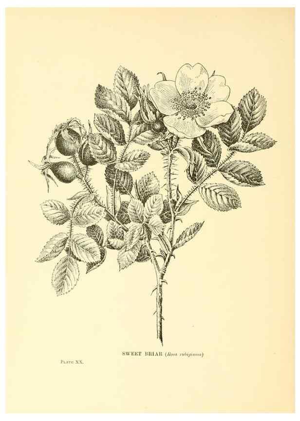 Reproducción/Reproduction 48635577453: Trees and shrubs of the British Isles;. LondonDent1909. 