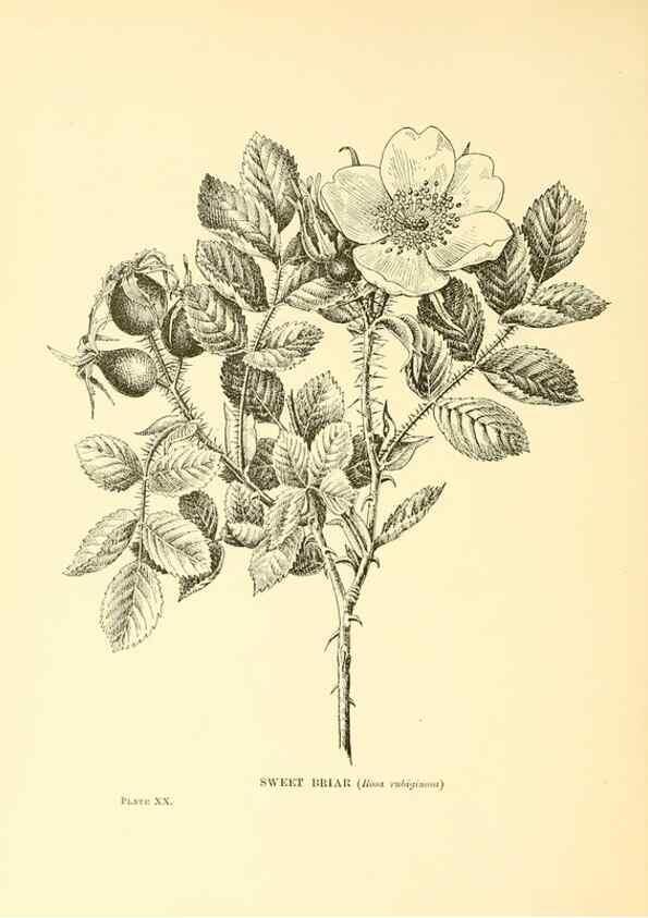 Reproducción/Reproduction 48635577453: Trees and shrubs of the British Isles;. LondonDent1909. 