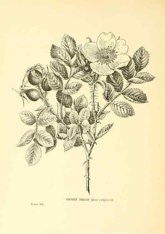 Reproducción/Reproduction 48635577453: Trees and shrubs of the British Isles;. LondonDent1909. 
