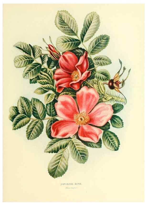 Reproducción/Reproduction 48635935301: Trees and shrubs of the British Isles;. LondonDent1909. 