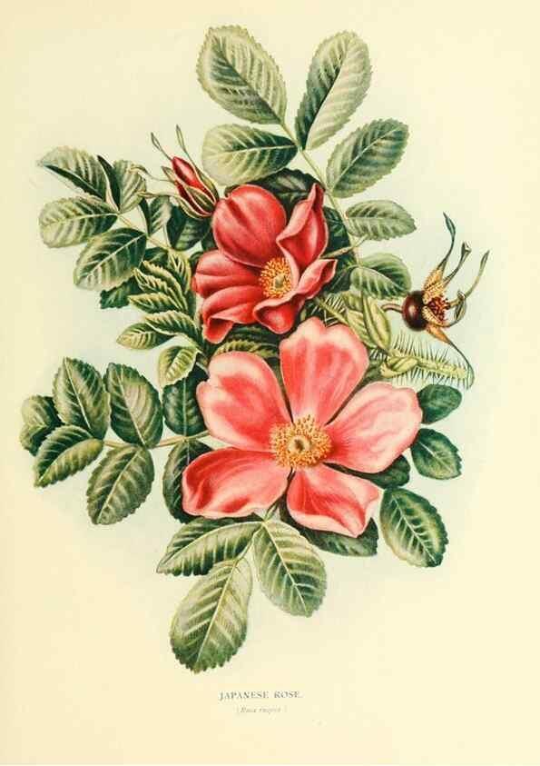 Reproducción/Reproduction 48635935301: Trees and shrubs of the British Isles;. LondonDent1909. 