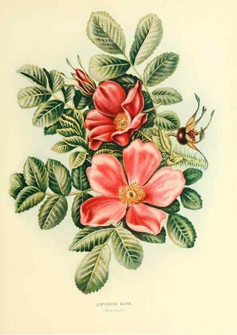 Reproducción/Reproduction 48635935301: Trees and shrubs of the British Isles;. LondonDent1909. 