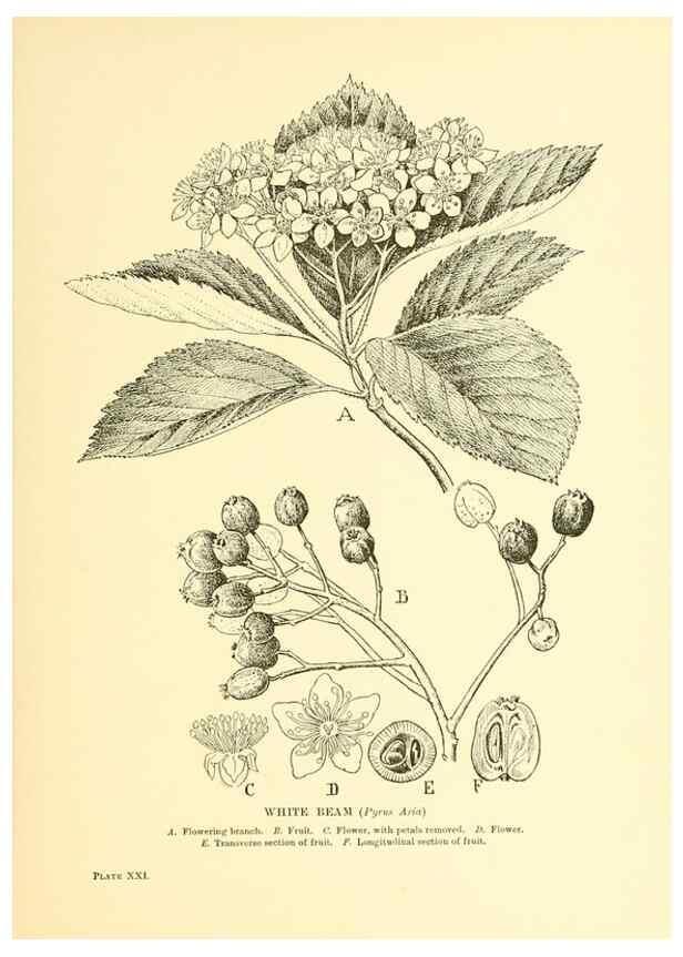 Reproducción/Reproduction 48635578303: Trees and shrubs of the British Isles;. LondonDent1909. 