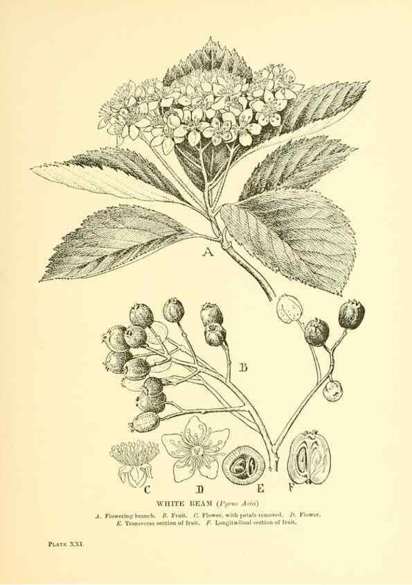Reproducción/Reproduction 48635578303: Trees and shrubs of the British Isles;. LondonDent1909. 