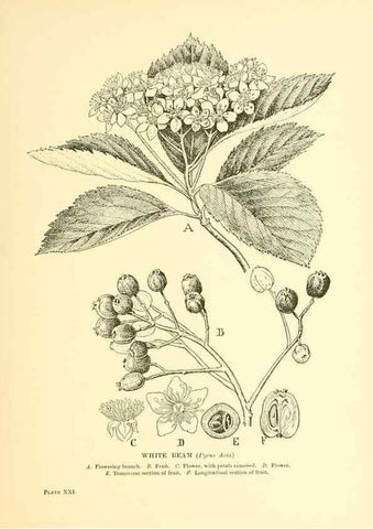 Reproducción/Reproduction 48635578303: Trees and shrubs of the British Isles;. LondonDent1909. 