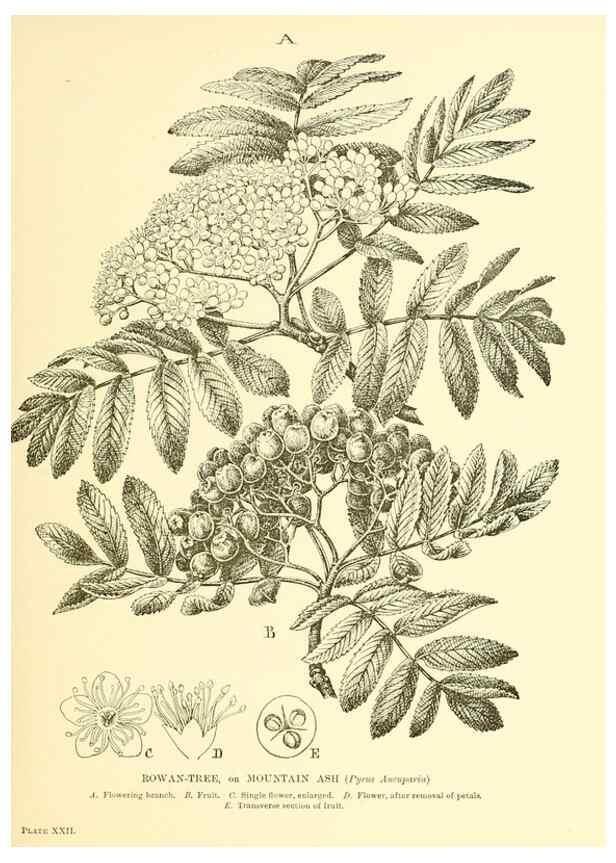 Reproducción/Reproduction 48635936121: Trees and shrubs of the British Isles;. LondonDent1909. 