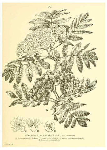 Reproducción/Reproduction 48635936121: Trees and shrubs of the British Isles;. LondonDent1909. 