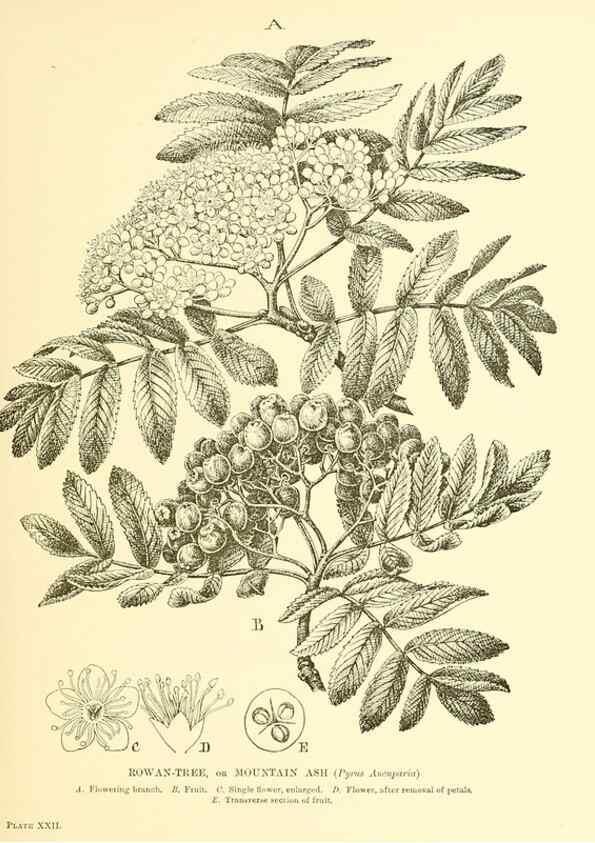 Reproducción/Reproduction 48635936121: Trees and shrubs of the British Isles;. LondonDent1909. 