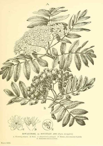 Reproducción/Reproduction 48635936121: Trees and shrubs of the British Isles;. LondonDent1909. 