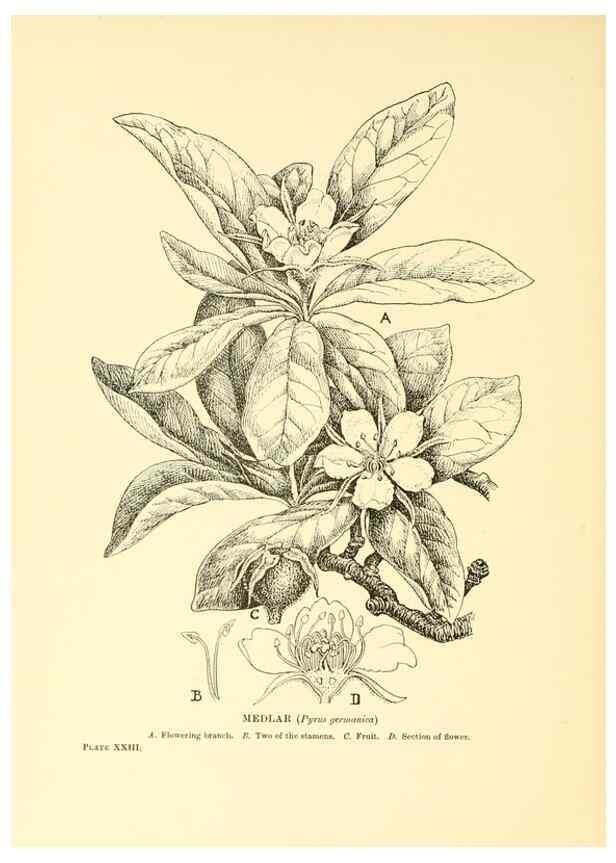 Reproducción/Reproduction 48636079637: Trees and shrubs of the British Isles;. LondonDent1909. 