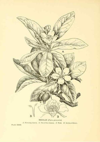 Reproducción/Reproduction 48636079637: Trees and shrubs of the British Isles;. LondonDent1909. 