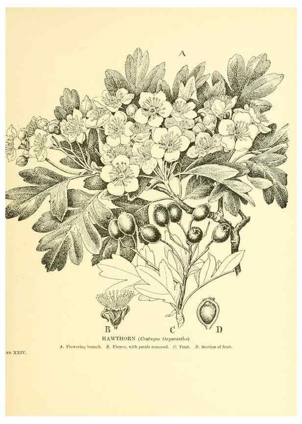 Reproducción/Reproduction 48636080017: Trees and shrubs of the British Isles;. LondonDent1909. 