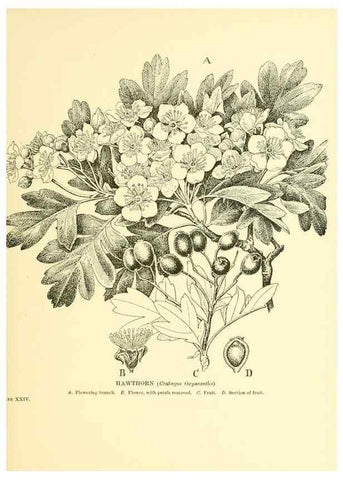 Reproducción/Reproduction 48636080017: Trees and shrubs of the British Isles;. LondonDent1909. 