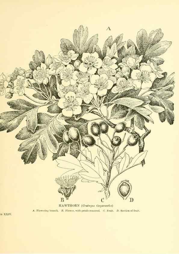 Reproducción/Reproduction 48636080017: Trees and shrubs of the British Isles;. LondonDent1909. 