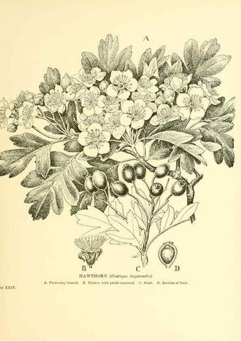 Reproducción/Reproduction 48636080017: Trees and shrubs of the British Isles;. LondonDent1909. 