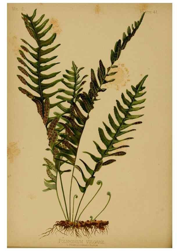 Reproducción/Reproduction 48631240732: The native flowers and ferns of the United States in their botanical, horticultural and popular aspects /. Boston :L. Prang and Co.,1879.. 