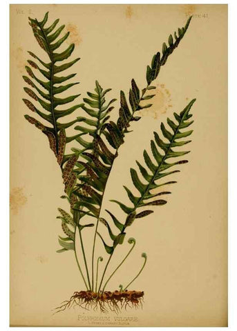 Reproducción/Reproduction 48631240732: The native flowers and ferns of the United States in their botanical, horticultural and popular aspects /. Boston :L. Prang and Co.,1879.. 
