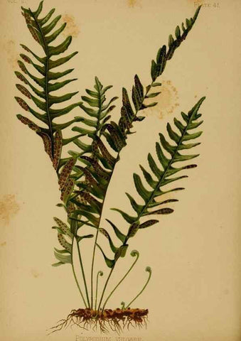 Reproducción/Reproduction 48631240732: The native flowers and ferns of the United States in their botanical, horticultural and popular aspects /. Boston :L. Prang and Co.,1879.. 
