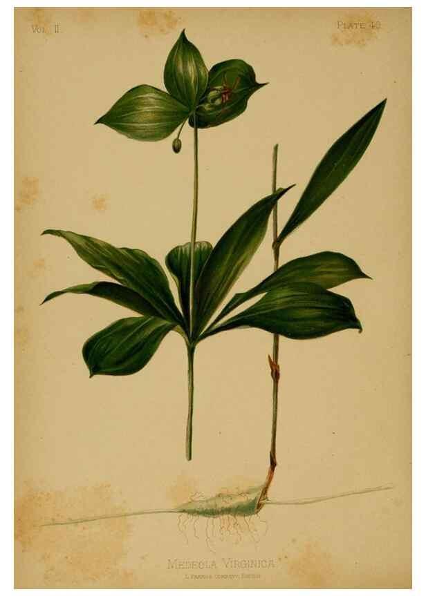 Reproducción/Reproduction 48630740593: The native flowers and ferns of the United States in their botanical, horticultural and popular aspects /. Boston :L. Prang and Co.,1879.. 