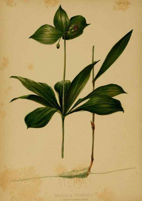 Reproducción/Reproduction 48630740593: The native flowers and ferns of the United States in their botanical, horticultural and popular aspects /. Boston :L. Prang and Co.,1879.. 