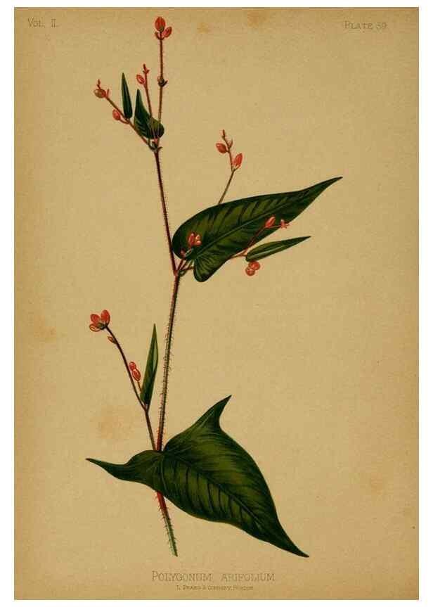 Reproducción/Reproduction 48631094606: The native flowers and ferns of the United States in their botanical, horticultural and popular aspects /. Boston :L. Prang and Co.,1879.. 