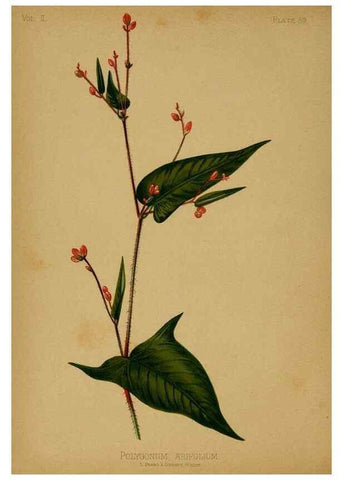 Reproducción/Reproduction 48631094606: The native flowers and ferns of the United States in their botanical, horticultural and popular aspects /. Boston :L. Prang and Co.,1879.. 