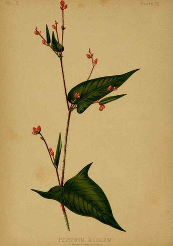 Reproducción/Reproduction 48631094606: The native flowers and ferns of the United States in their botanical, horticultural and popular aspects /. Boston :L. Prang and Co.,1879.. 