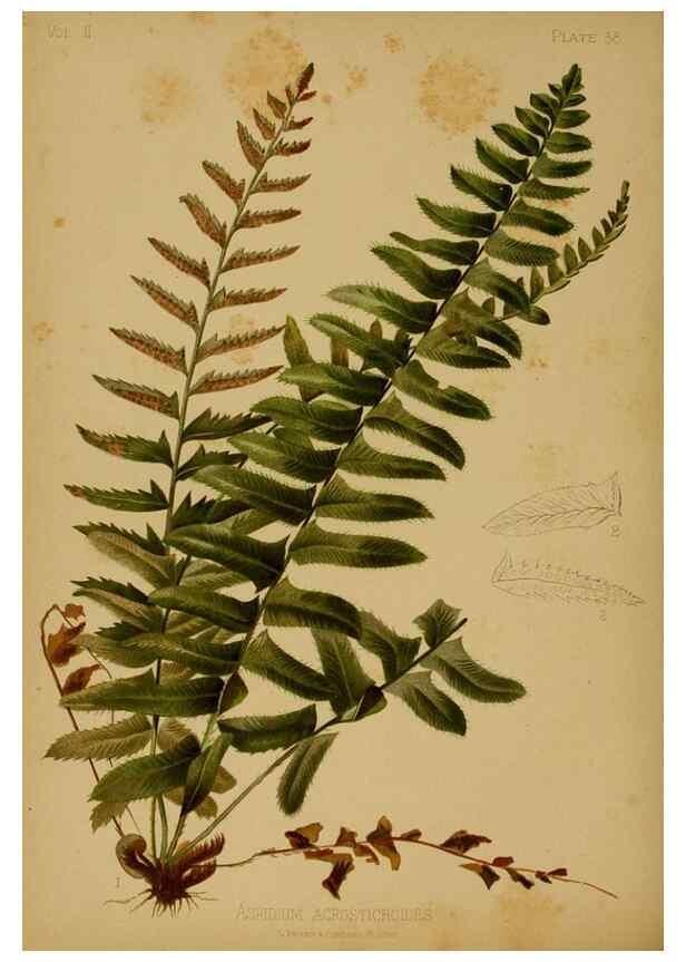 Reproducción/Reproduction 48631094166: The native flowers and ferns of the United States in their botanical, horticultural and popular aspects /. Boston :L. Prang and Co.,1879.. 