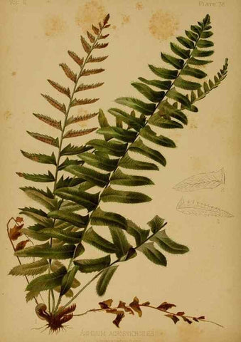 Reproducción/Reproduction 48631094166: The native flowers and ferns of the United States in their botanical, horticultural and popular aspects /. Boston :L. Prang and Co.,1879.. 