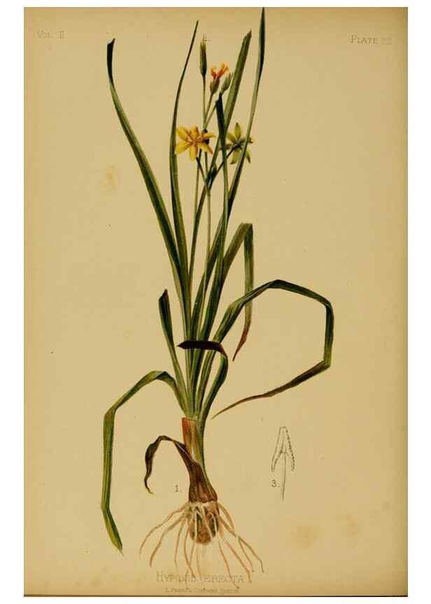 Reproducción/Reproduction 48630733098: The native flowers and ferns of the United States in their botanical, horticultural and popular aspects /. Boston :L. Prang and Co.,1879.. 