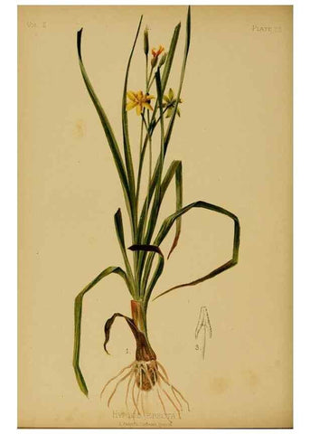 Reproducción/Reproduction 48630733098: The native flowers and ferns of the United States in their botanical, horticultural and popular aspects /. Boston :L. Prang and Co.,1879.. 