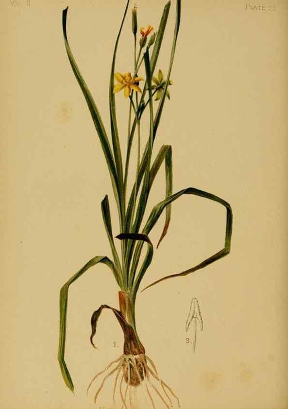 Reproducción/Reproduction 48630733098: The native flowers and ferns of the United States in their botanical, horticultural and popular aspects /. Boston :L. Prang and Co.,1879.. 