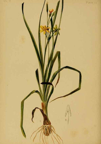 Reproducción/Reproduction 48630733098: The native flowers and ferns of the United States in their botanical, horticultural and popular aspects /. Boston :L. Prang and Co.,1879.. 