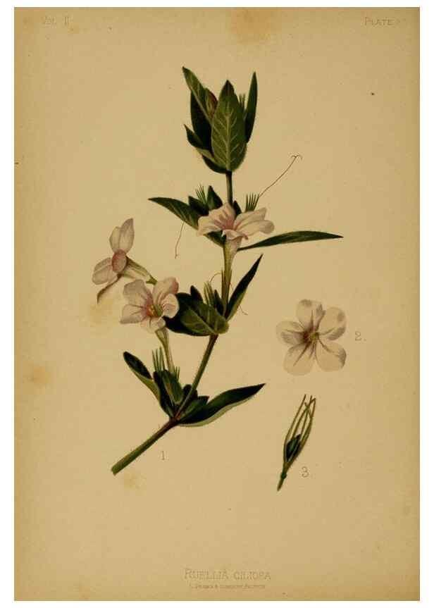 Reproducción/Reproduction 48631087811: The native flowers and ferns of the United States in their botanical, horticultural and popular aspects /. Boston :L. Prang and Co.,1879.. 