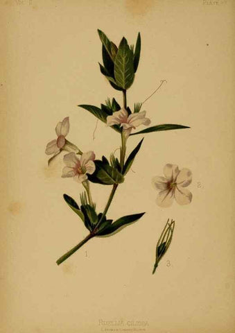 Reproducción/Reproduction 48631087811: The native flowers and ferns of the United States in their botanical, horticultural and popular aspects /. Boston :L. Prang and Co.,1879.. 